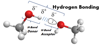 hydrogen bonding in organic solvents