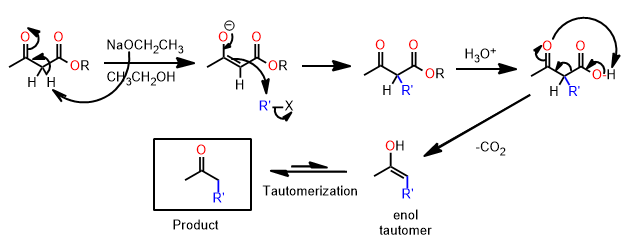 acetoacetic ester synthesis mechanism